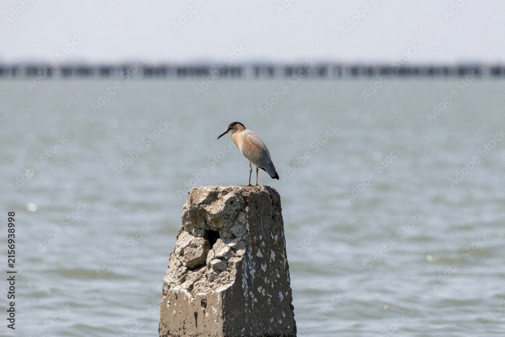 Naklejka premium Black headed gull stands on old concrete pillar in sea. Wild bird rests on broken stone post near ocean water. Single coastal bird perches by shore against blurred horizon. Marine wildlife
