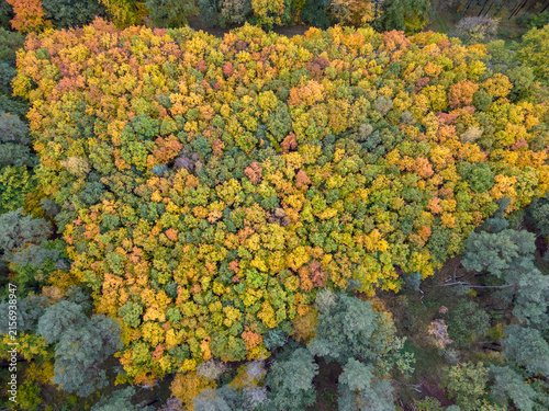 Canvastavla Top down aerial view of colorful autumn forest foliage (Quercus, Betula, Pinus s