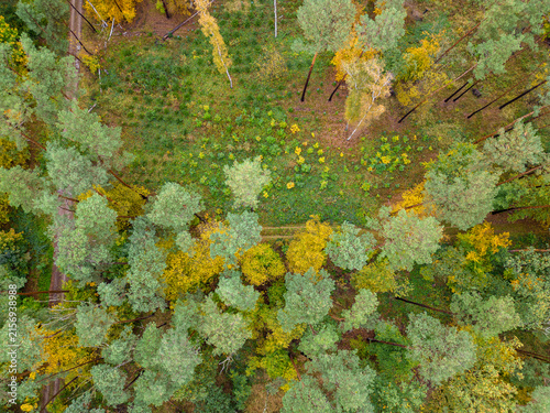 Canvastavla Top down aerial view of autumn pine forest (Pinus sylvestris) and birch trees (B
