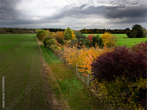 Fotografía Aerial view of colorful autumn hedge with purple plum (Prunus cerasifera) betwee
