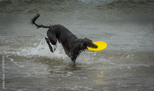 black dog playing in the water