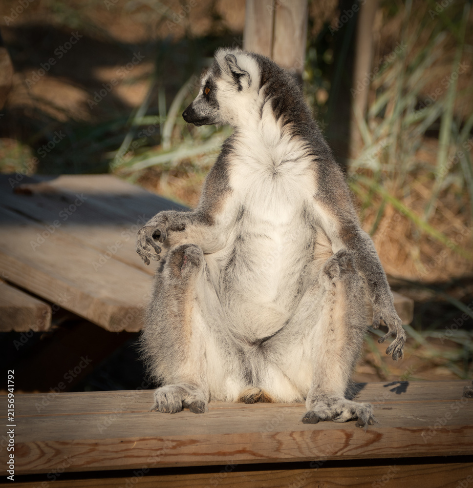 Fototapeta premium ring tailed lemur