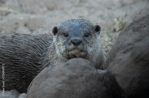 otter on the rock