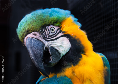 blue and yellow macaw