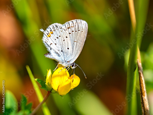 closeup of a short-tailed blue butterfly o a yellow blooming flower 