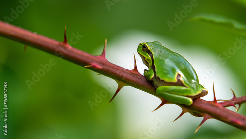 closeup of a green tree frog perched on a thorn branch