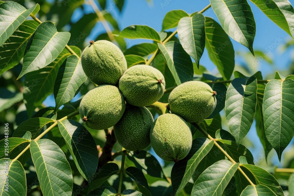Fototapeta premium Green walnuts grow on tree branch with large leaves. Close up of unripe nuts in organic garden during summer. Fresh nut fruit hangs from walnut tree under blue sky. Natural agriculture background for