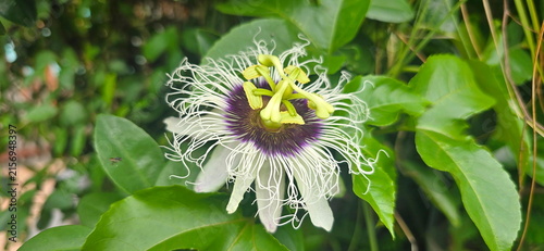 Foto The Passion Flower has a complex and beautifully symmetrical structure