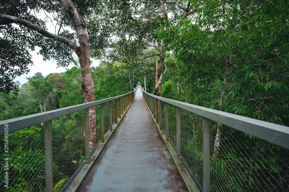 Obraz premium Canopy walkway forest bridge tree nature path railing green rainforest trail long suspended walkway through dense tropical forest with metal rail and calm natural scenery