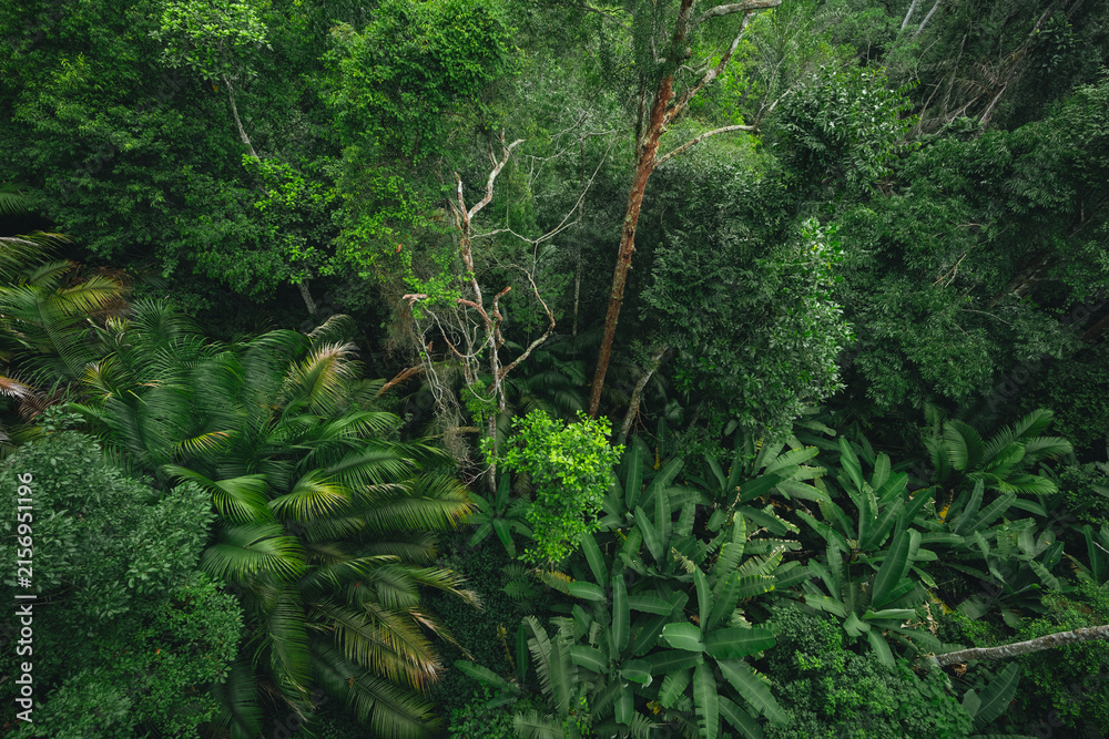 Fototapeta premium Tropical rainforest canopy, dense foliage and palm leaves create lush green jungle scene with layered vegetation and natural wilderness