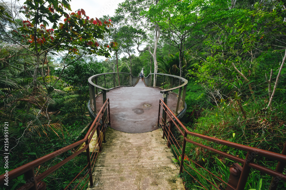 Obraz premium Walkway bridge forest railing stair trail nature tree green park elevated walkway with metal railing and stair through dense tropical forest, calm outdoor path for nature travel