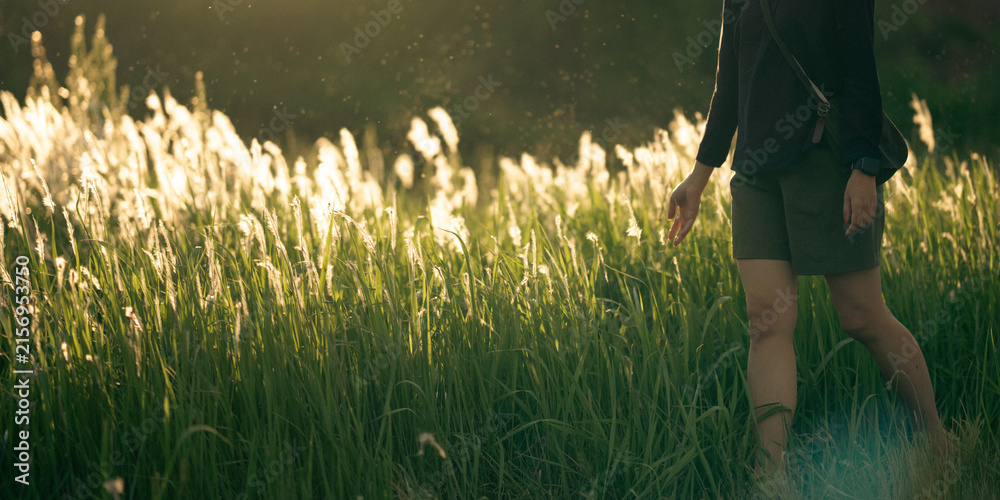 Obraz premium Meadow grass woman sunlight nature field walking summer outdoor, woman walking through tall grass in warm sunlight with peaceful mood, natural rural meadow scene