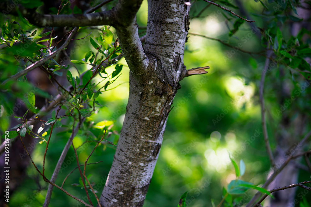Fototapeta premium Close up shot of rowan tree trunk Sorbus aucuparia bark in dense forest with blurred green bokeh background
