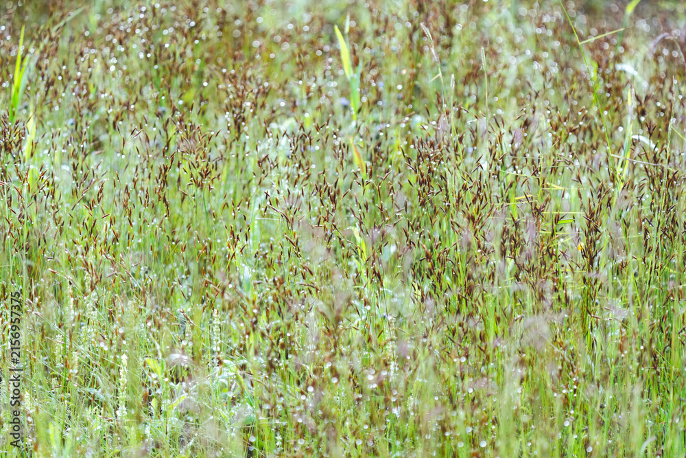 Naklejka premium Green meadow grass with delicate seed heads and sparkling dew, creating textured natural background in soft daylight and fresh seasonal atmosphere for ecology and botanical themes