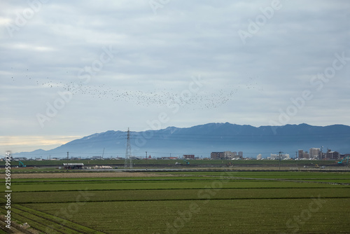 Flock of Birds Flying Over Green Farmland with Mountain Backdrop