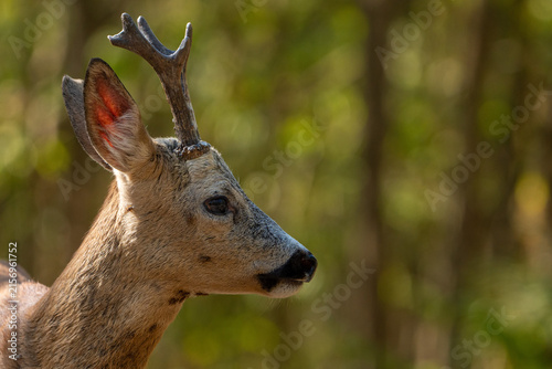 Deer in the forest.