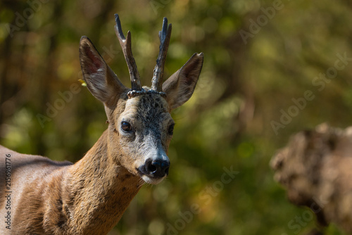 Deer in the forest.