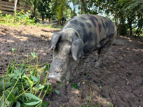 Wild boars are raised simply.