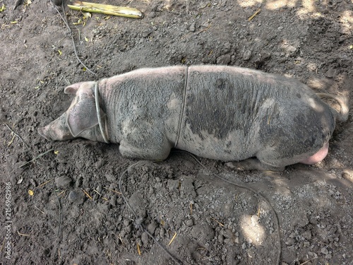 Wild boars are raised simply.