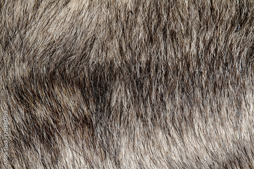 Close-up Animal Fur Texture with Natural Gray and Brown Banded Pattern