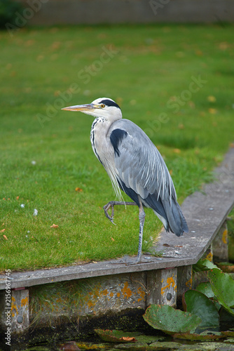 Obraz na plátně grey heron standing on wooden platform in serene grassy area with water lilies a
