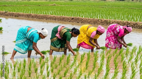 Indian women farmers planting rice seedlings in a flooded paddy field during monsoon season.