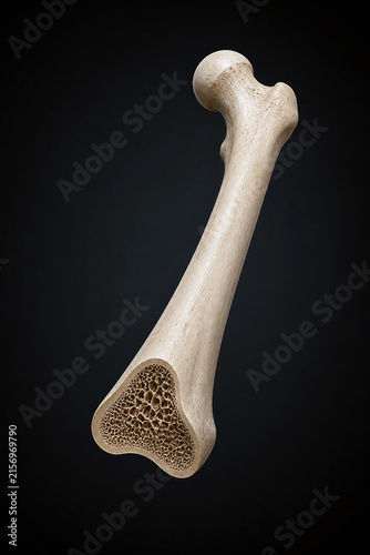 Isolated femur bone cross section medical illustration