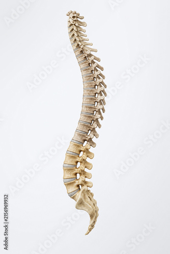 Human Vertebral Column Side Profile Scientific Illustration