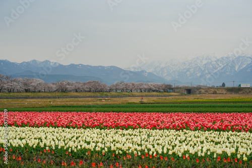 Spring Quartet ,Asahi ,Toyama stunning spring landscape featuring vibrant rows of blooming red and white tulips in the foreground, lined with cherry blossom trees ,mountains.