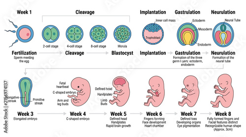 Fotografie Human Embryonic Development Stages: Fertilization to Week 8