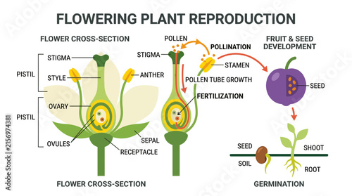 Flowering Plant Reproduction Diagram: Cross-section, Pollination, Fertilization, Germination