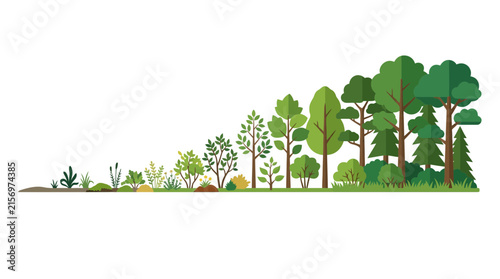 Forest Growth Stages Isolated Transparent Background Vector Illustration