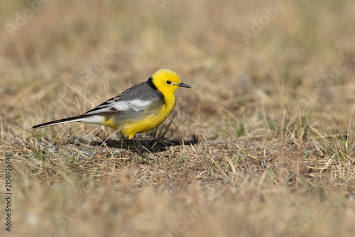 adult male citrine wagtail (motacilla citreola), found in Chentii-Aimag in Mongolia