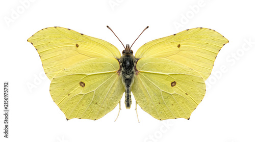 Beautiful yellow brimstone butterfly isolated on transparent background.