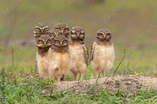 Принти на полотні Burrowing owl (Athene cunicularia)