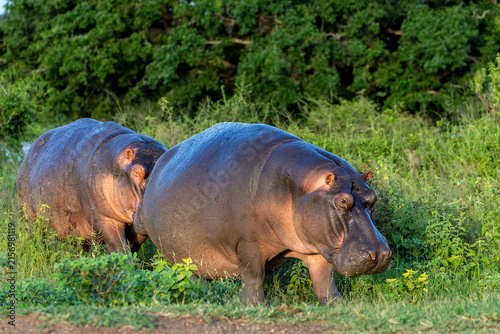 Photography Hippopotamus (hippo) hanging around  in Kruger National Park in South Africa
