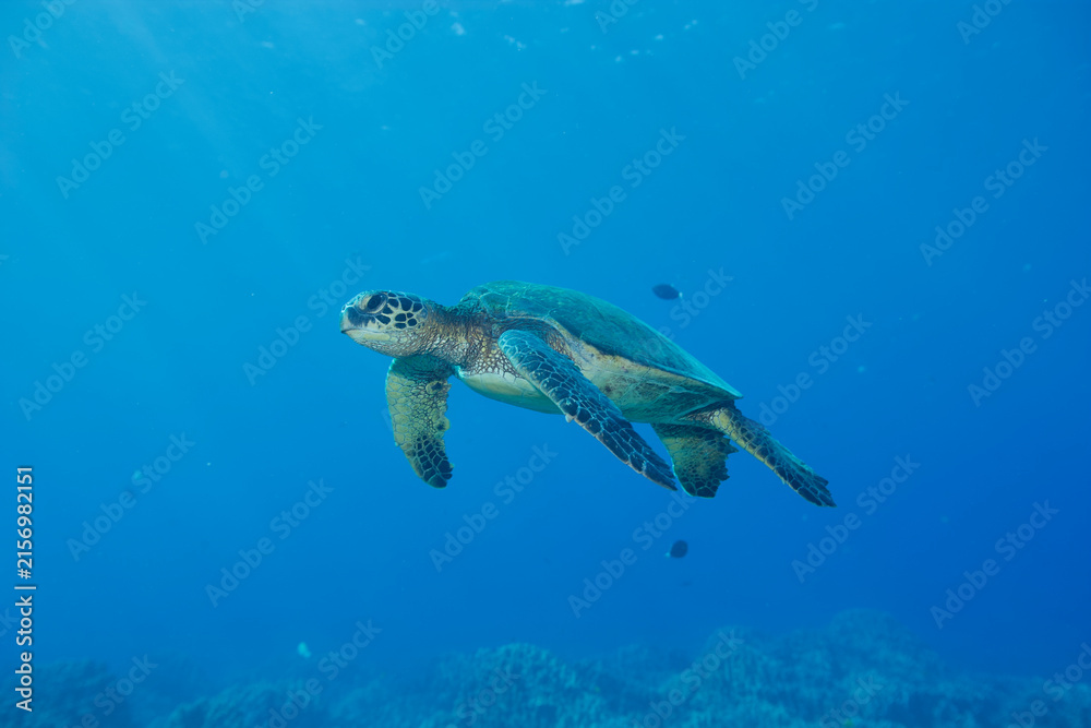 Fototapeta premium Green sea turtle swimming near Hawaii