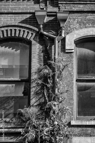 Tropical Ferns Growing in Cracks on a Vintage Brick Building.