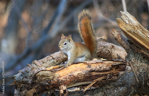 American Red Squirrel Perched on Fallen Tree in Woodland