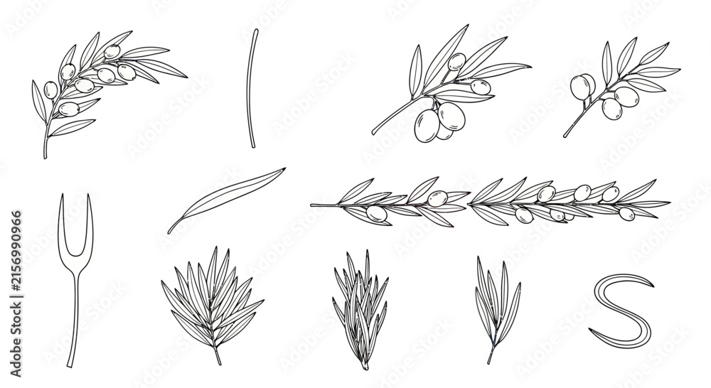 Fototapeta premium Black and white olive and rosemary branch sketches.