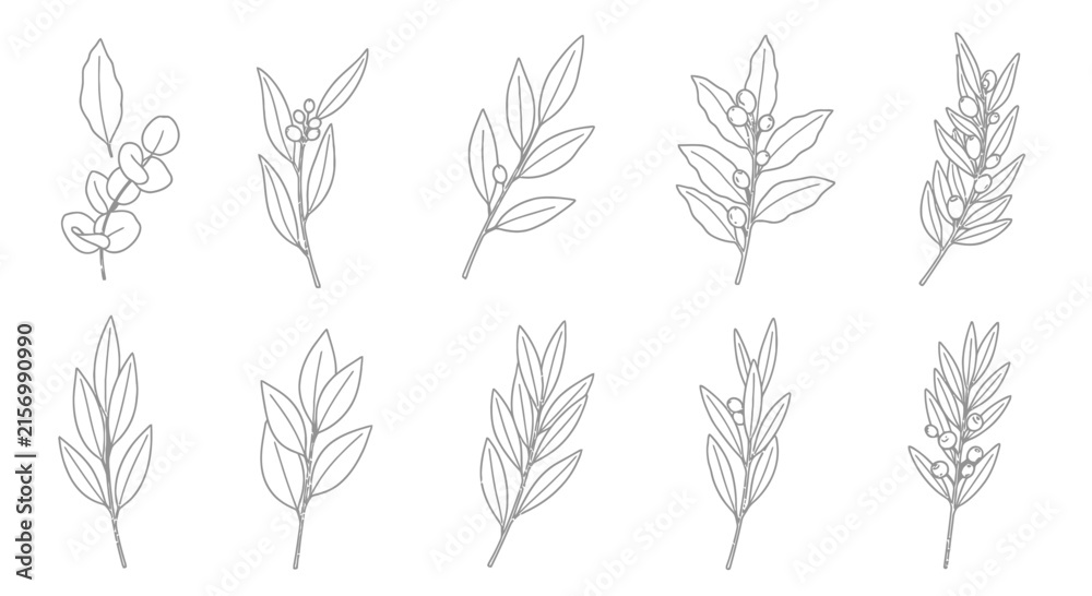 Fototapeta premium Botanical foliage and plant branch line art set.