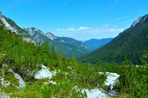 Alpine landscape with mugo pine and larch trees above forest covered Krnica valley in Julian alps, Gorenjska, Slovenia