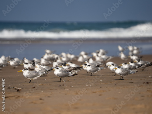 seagulls on the beach