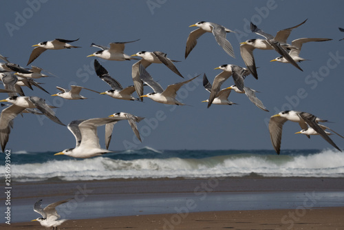 flock of seagulls