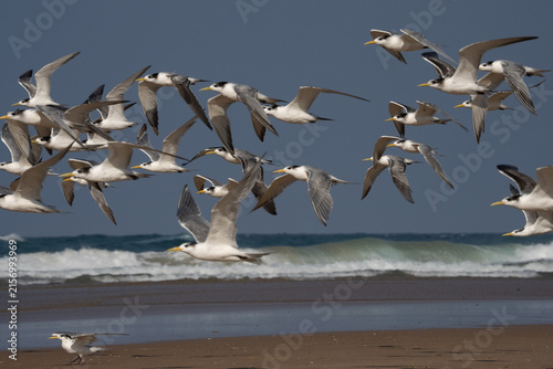 seagulls in flight