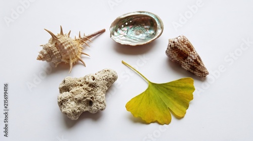 Natural Shells and Fossils on White Background with Ginkgo Leaf Decoration