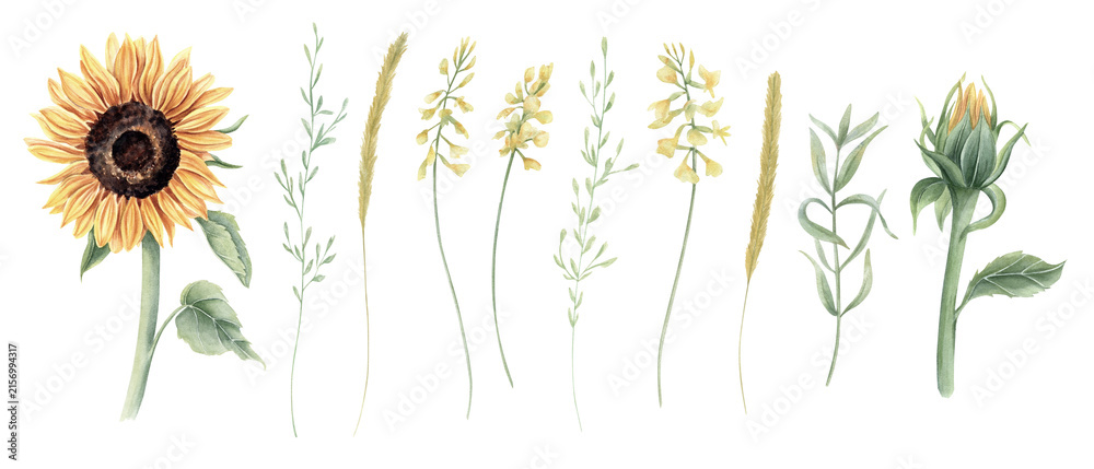 Fototapeta premium Watercolor botanical clip art of sunflower and yellow wildflowers with delicate grass stems. Summer blooming plants isolated illustration. Floral set for botanical design and greeting card concept.