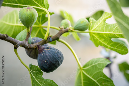 Ripe and unripe figs growing on a fig tree in summer, representing fresh seasonal fruit, natural food, healthy eating and home garden harvest.