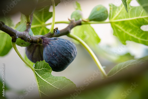 Foto Ripe and unripe figs growing on a fig tree in summer, representing fresh seasonal fruit, natural food, healthy eating and home garden harvest