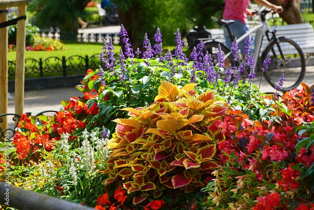 Fototapeta premium Colorful flowers in a street garden in San Sebastian, Spain